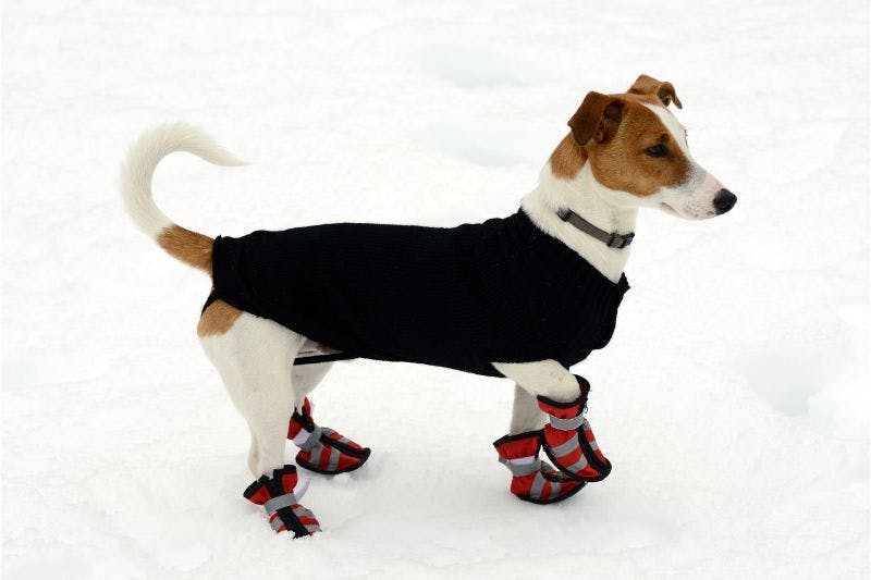 The image of a dog wearing a boot to illustrate COGS figure in businesses making dog shoes